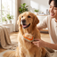Brushing a fluffy dog with a deshedding brush