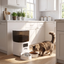 Cat eating from smart automatic pet feeder